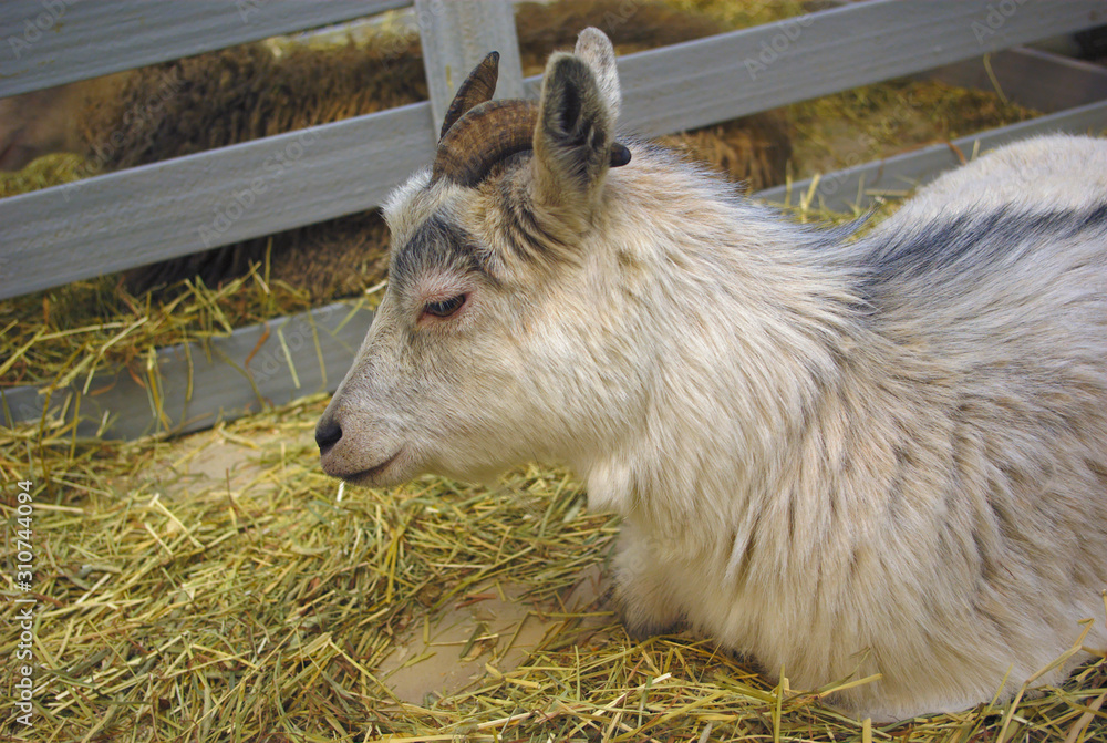 Fototapeta premium peaceful goat in enclosure domestic animal barn agriculture mammal