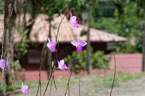 Orchidées Arundina graminiflora dans le bourg Hmong de Cacao en Guyane française photo