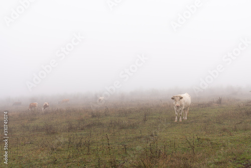 Herd of cows grazed among the meadow in fog