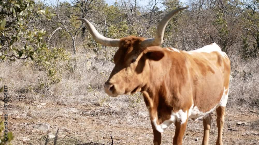 Longhorn Cow Approaches in Dry Winter Field Longhorn Cow Approaches in Dry Winter Field