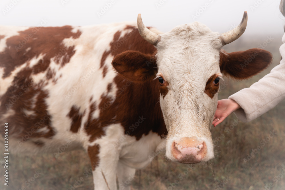 Close up photo of the red and white cow that stands among the meadow in fog and looking at the camera Close up photo of the red and white cow that stands among the meadow in fog and looking at the camera