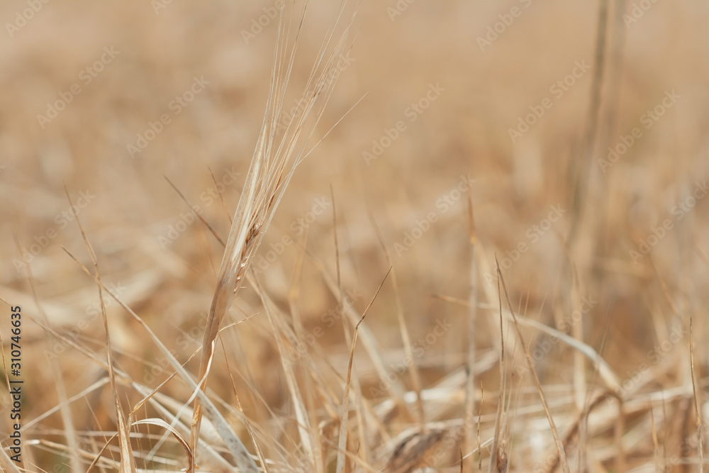 Fototapeta premium Ear in the field on blurred background. Selective focus, shallow depth of field