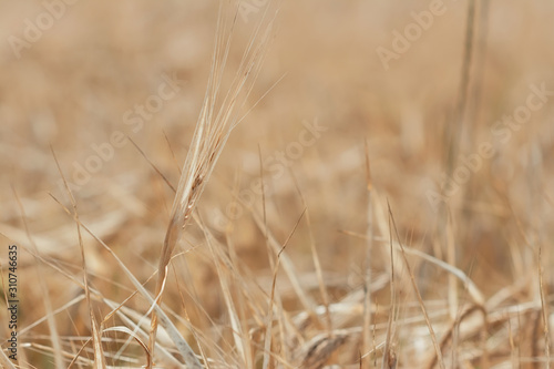 Ear in the field on blurred background. Selective focus, shallow depth of field