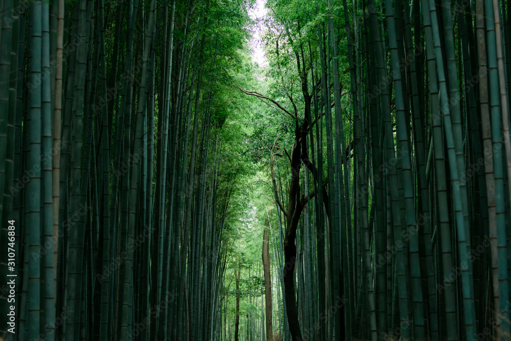Japanese bamboo in garden of Kyoto temple Japanese bamboo in garden of Kyoto temple