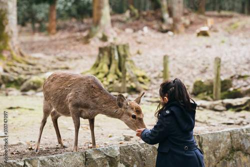 Cute little girl feeding a deer in Nara,Japan photo