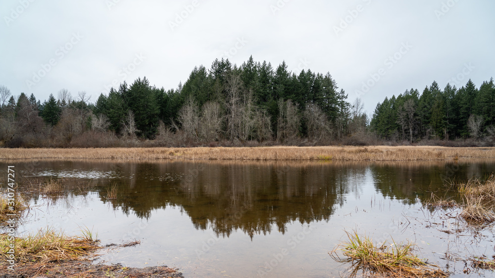 Grass Lake, Wetlands Area, Olympia Washington