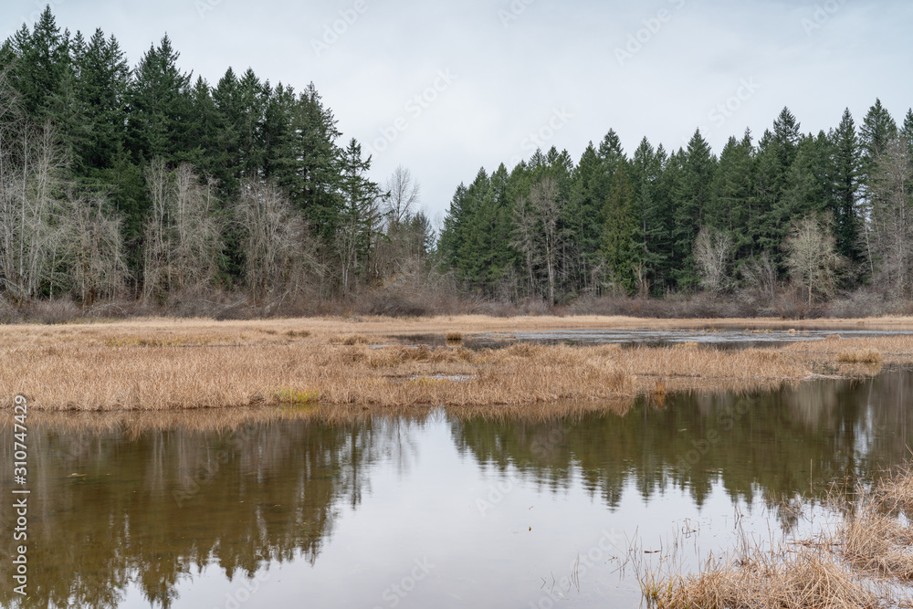 Grass Lake, Wetlands Area, Olympia Washington Grass Lake, Wetlands Area, Olympia Washington
