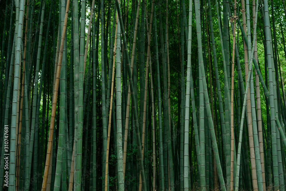Japanese bamboo in garden of Kyoto temple Japanese bamboo in garden of Kyoto temple