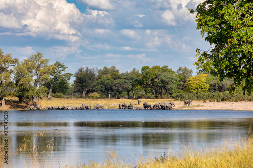 African elephant, Namibia, Africa safari wildlife photo