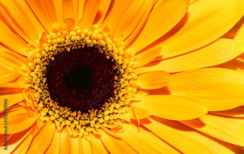 Yellow gerbera close up.