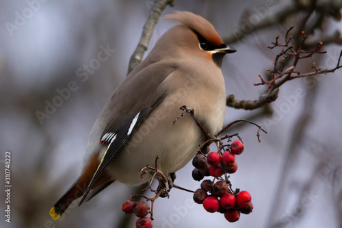 bohemian waxwing (bombycilla garrulus) sitting on a branch to eat some berries, looking to the side photo