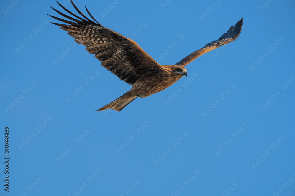 Obraz premium 空を飛ぶトンビ