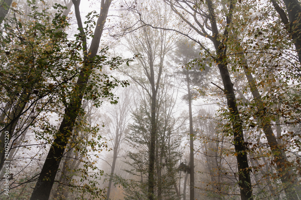Obraz premium Big old trees all in fog, beatiful nature