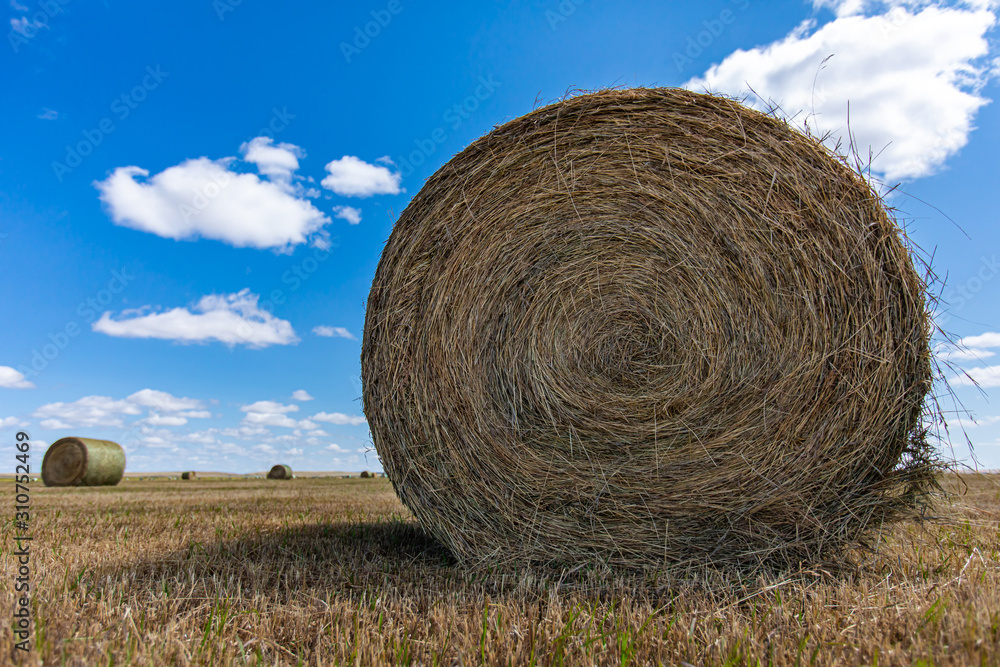 Low angle and close up picture of a round bale of hay in a field, bright blue sky with scattered clouds in the background. Low angle and close up picture of a round bale of hay in a field, bright blue sky with scattered clouds in the background.