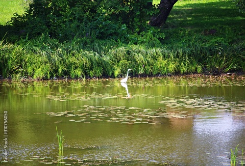 Lush green grass on the banks of a pond overgrown with water lily