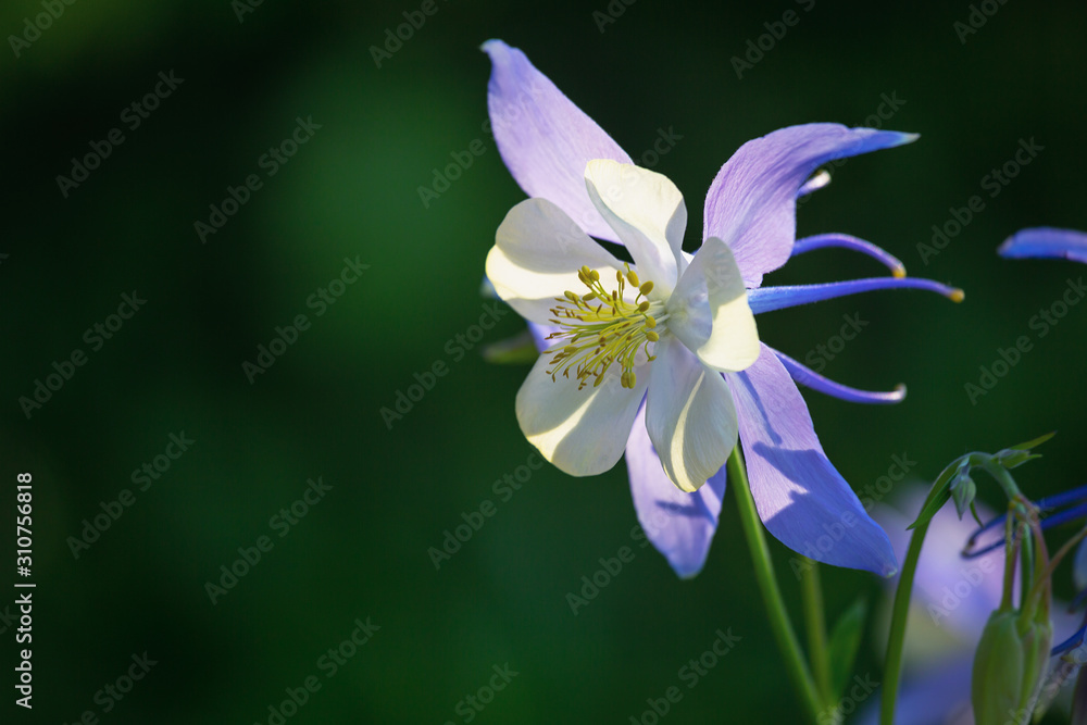 Columbine is a lilac perennial garden flower. There is one beautiful bluish-purple flowering Columbine flower Aquilegia laramensis (America) on a dark blurred background, close-up. Columbine is a lilac perennial garden flower. There is one beautiful bluish-purple flowering Columbine flower Aquilegia laramensis (America) on a dark blurred background, close-up.