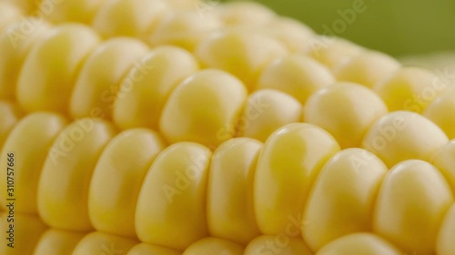 Ripe sweet corn on the cob on a green background. Macro shot of corn cob grain. Summer healthy vegetables. photo