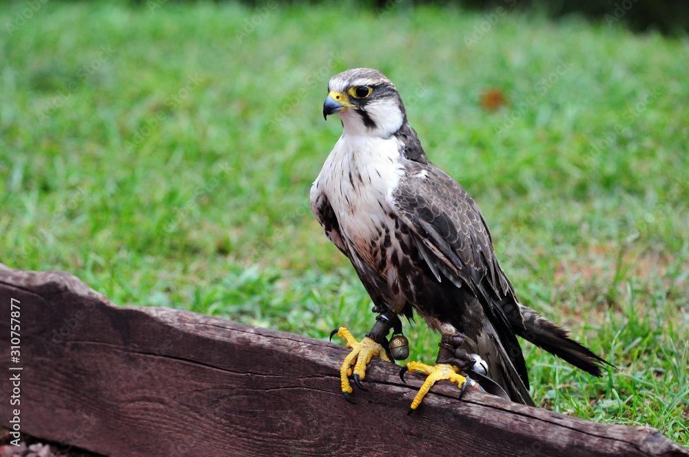 Fototapeta premium Portrait Falco Peregrinus Wanderfalke
