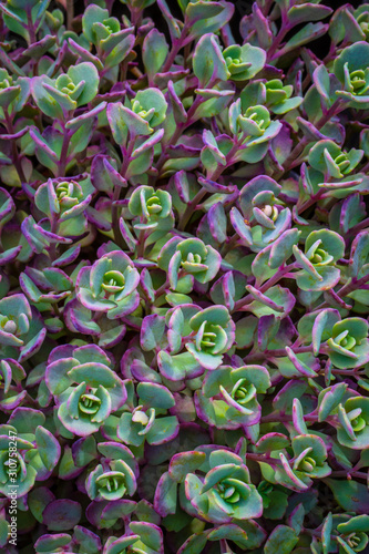 stonecrop