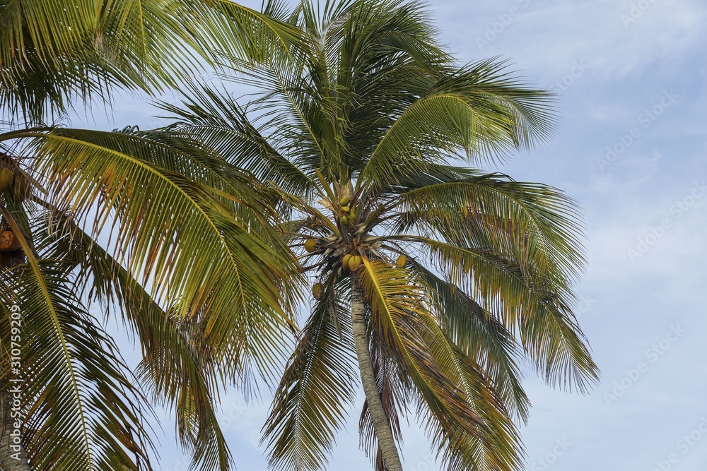 View of mature coconut fruits on tree from below.. Green palm trees on coast line. Amazing  sky white clouds and endless skyline.  Curacao island. Gorgeous nature landscape background.