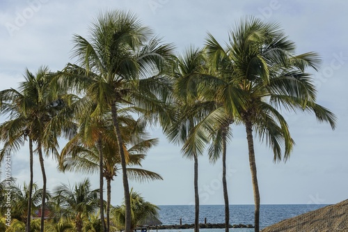 Gorgeous tropical landscape view. Green palm trees and plants on coast line. Amazing turquoise water and endless skyline. Curacao island. Gorgeous nature landscape background. © Alex