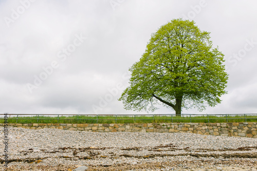 Single Lone Maple Tree with Springtime Buds on Branches