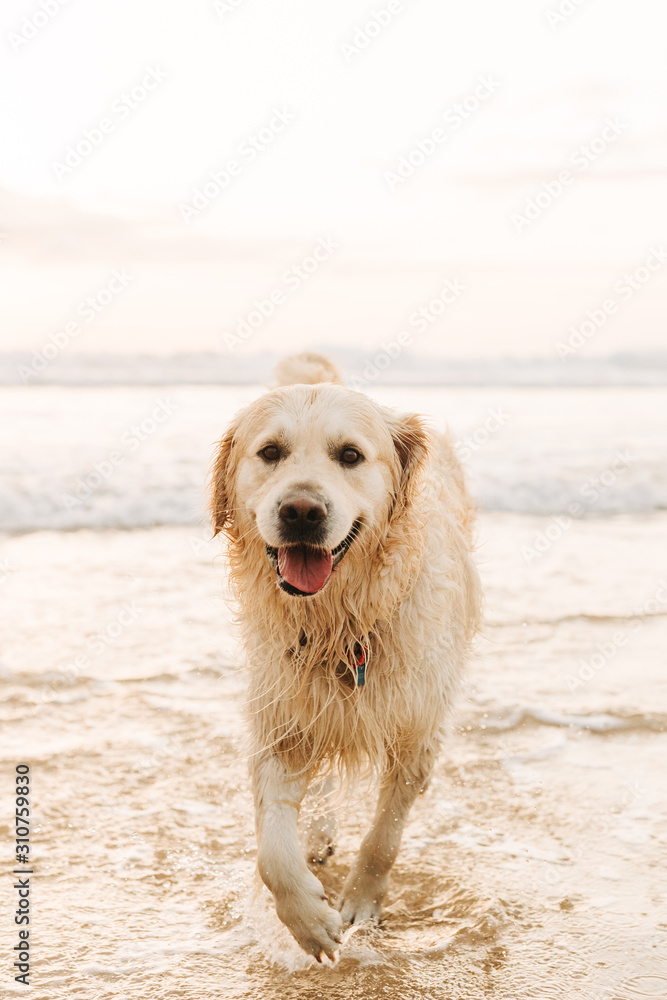 golden retriever walking in water golden retriever walking in water