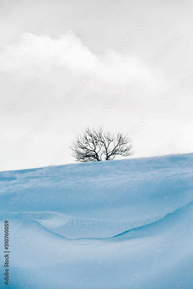 Lonely Tree in Winter Landspace Lonely Tree in Winter Landspace