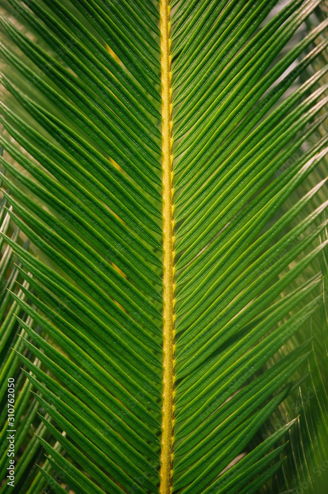 Palm leaf Palm leaf
