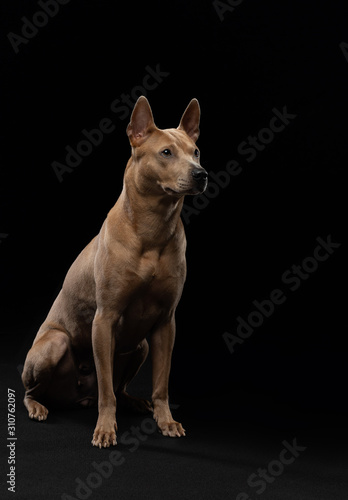 Thai ridgeback dog on a black background. Portrait of a dog in the studio © annaav