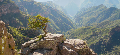Принти на полотні Bonsai at cooper canyon