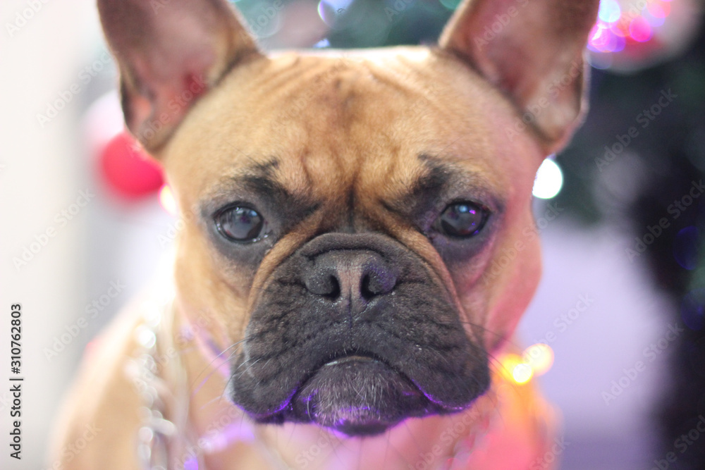Close up to French Bulldog nose. Christmas decoration in the background