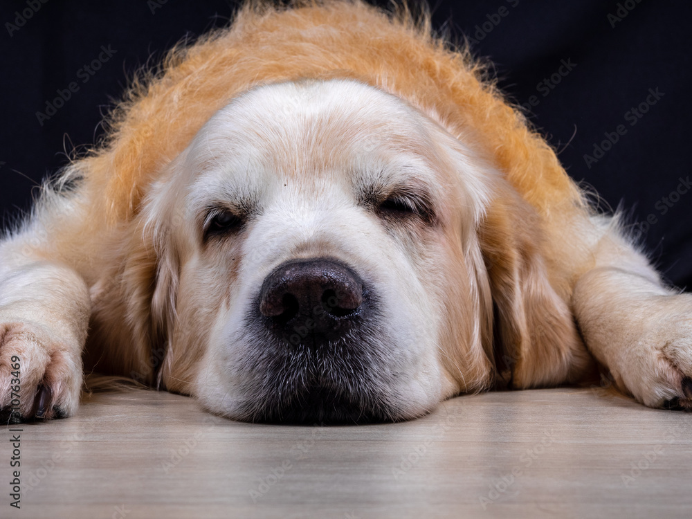 Golden Retriever Golden Retriever