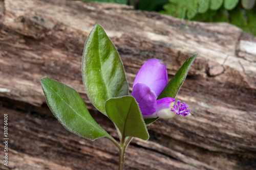 Pink fringed polygala (gaywings) wildflower photo