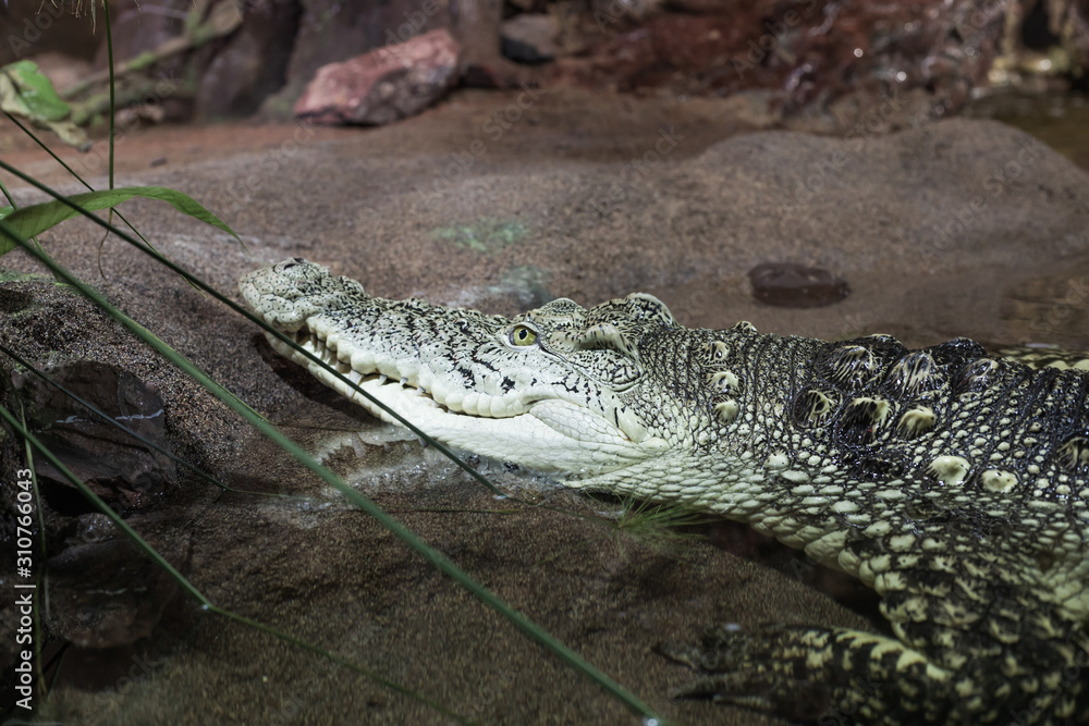 Fototapeta premium Big alligator close up on sand.