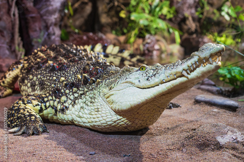 Big alligator close up on sand.