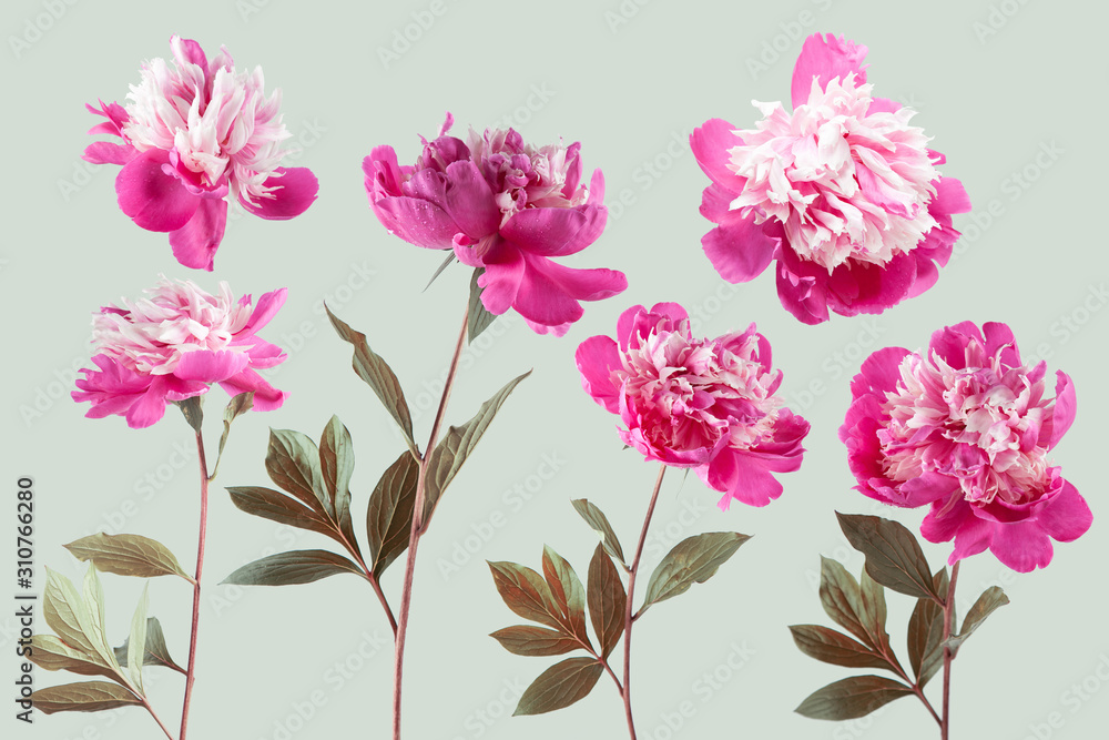 Obraz Adorable springtime blossom with peony, can be used as background, wallpaper