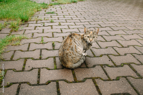 The cat is sitting on the wet stone floor in the street photo