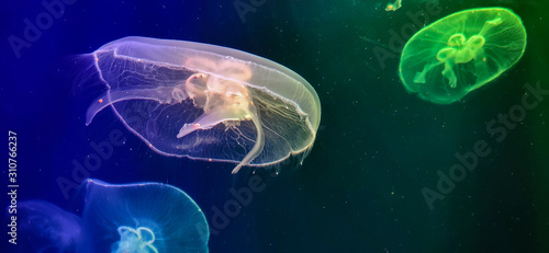 Bright jellyfish closeup in the sea