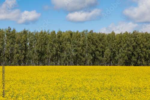 Rural landscape - bright yellow field on a background of green forest and blue sky in white clouds