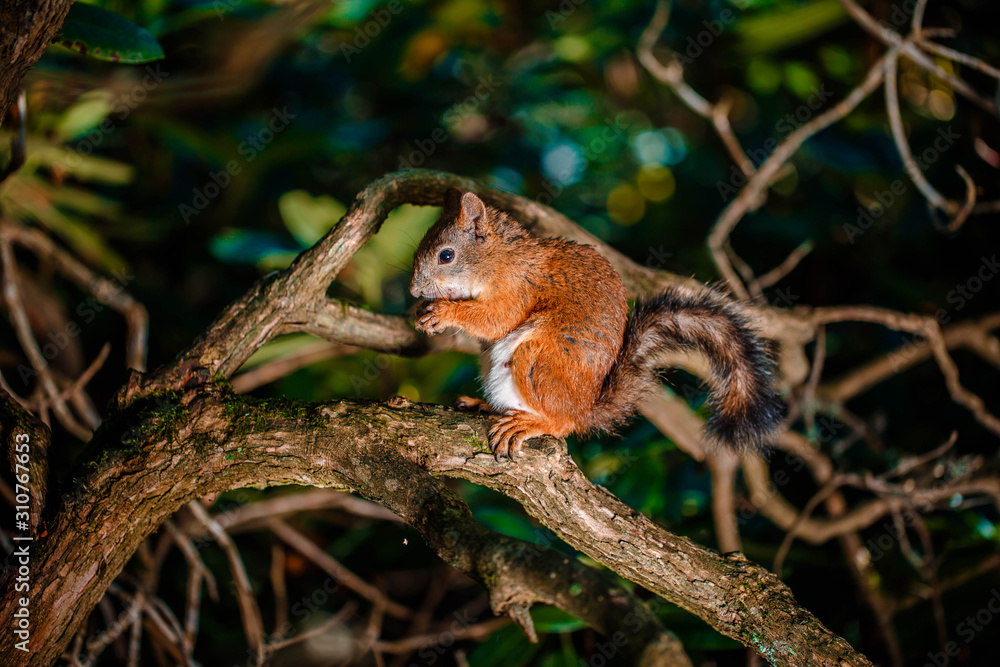 Red Squirrel sitting in the summer park sunshine colors on a branch.