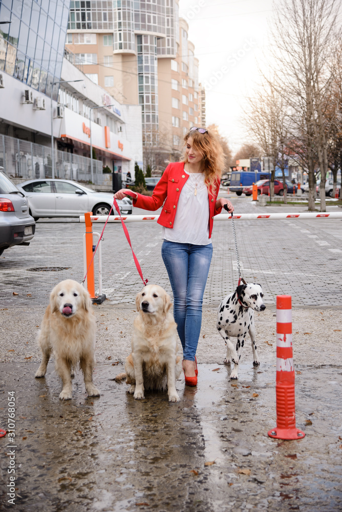 Cute young woman walking with Dalmatian dog and Golden Retriever. Woman on high heel leads three dogs on winter streets. Naughty dogs pull the leash. Problem with dogs training and discipline Cute young woman walking with Dalmatian dog and Golden Retriever. Woman on high heel leads three dogs on winter streets. Naughty dogs pull the leash. Problem with dogs training and discipline