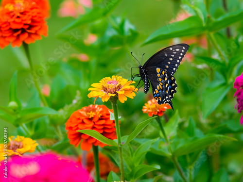 Black Swallowtail butterfly Collecting Pollen from Orange Flowers © FotoRequest