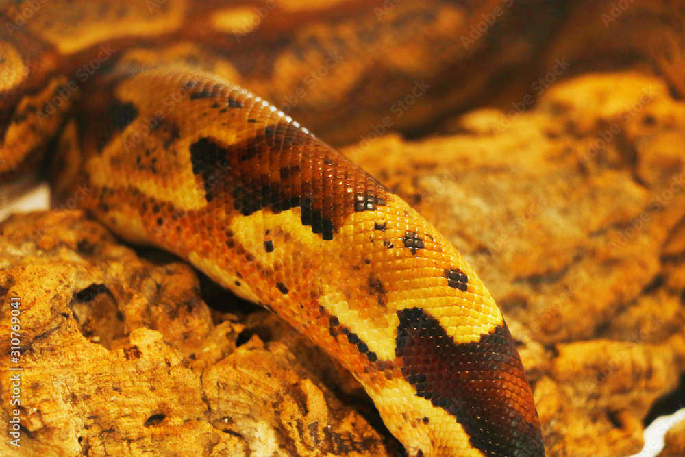 Fototapeta premium The Pythonidae, commonly known simply as pythons, are a family of nonvenomous snakes found in Africa