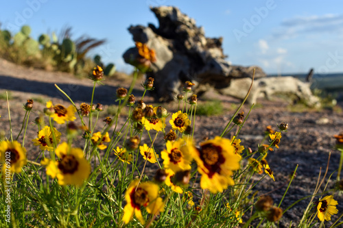 A yellow flower patch at the top of Enchanted Rock