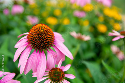 pink flower in the garden