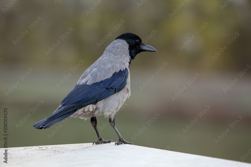 Gray Raven sitting on the edge Gray Raven sitting on the edge