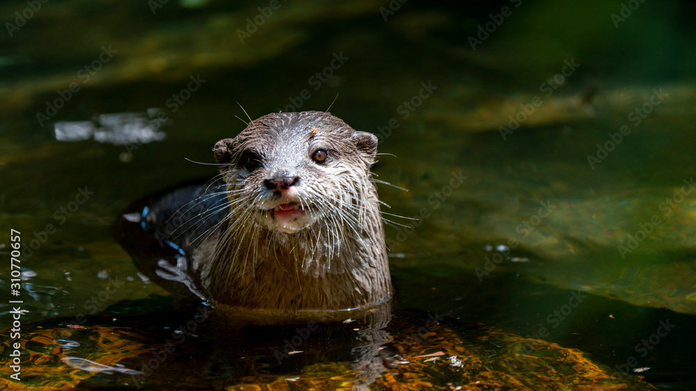 Otter in water centre frame looking just off camera Otter in water centre frame looking just off camera