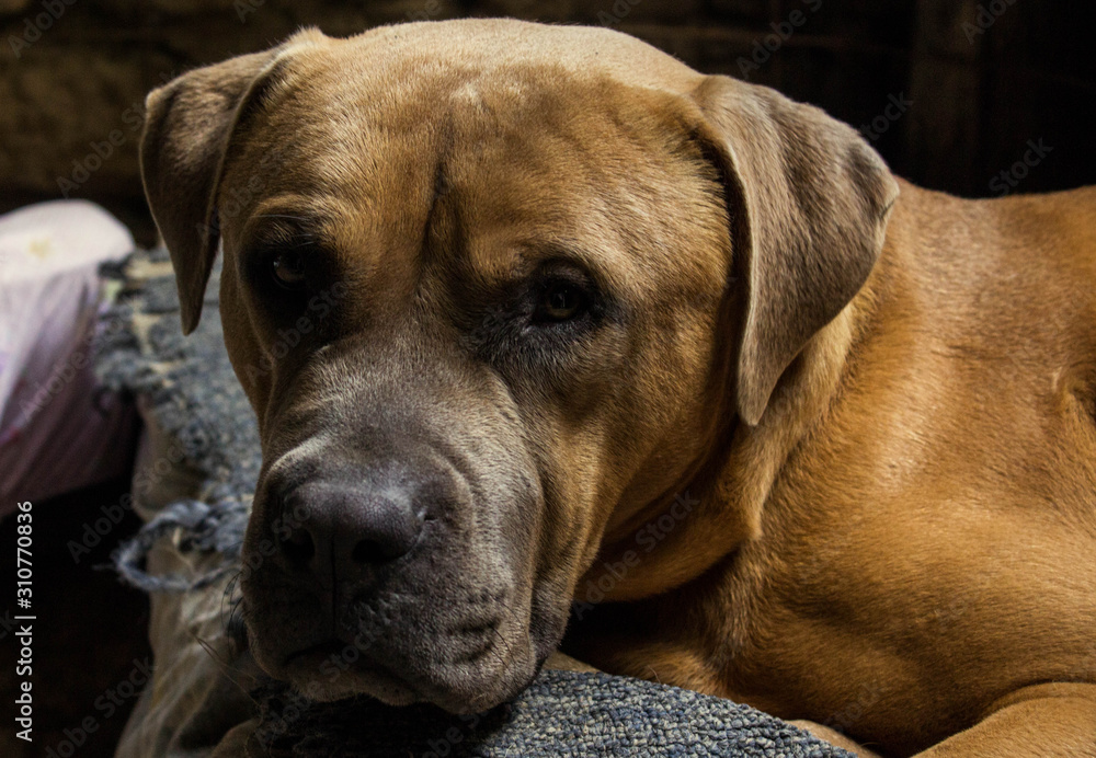 A big dog  lying down on his bed