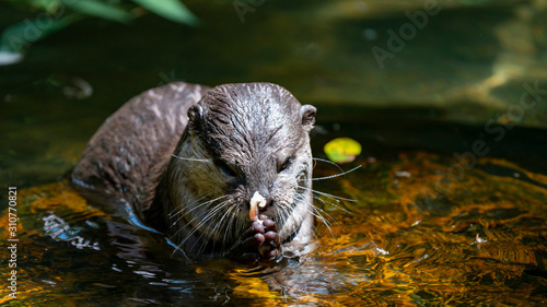 Otter in water eating fish